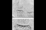 関節軟骨の撮影結果（屈折画像）